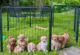 Miniature Goldendoodles