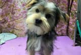 morkie puppy male