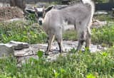 pygmy billy goat