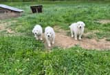 Great Pyrenees Puppies