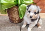 AKC Australian Shepherd Puppies