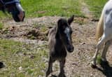 White Mare and Blue roan filly