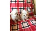 Cute Maltese Puppies