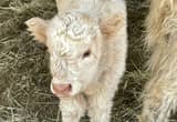 Scottish Highland Bull Calf