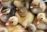 Call Duck Babies hatching All the time!