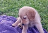 Golden Retriever Puppies