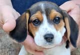 beagle puppy