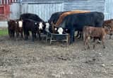 Simmental Cows & Calves