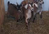 dwarf goats