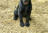 AKC Black Lab Puppy!