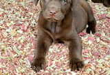 AKC Chocolate Lab Puppies!