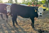 Registered Black Hereford Heifers