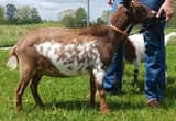 ADGA Nigerian Dwarf doe in milk