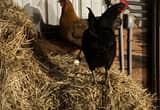 laying hens