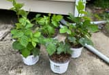 Thornless Blackberry Plants