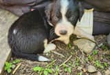 Lab mix puppies