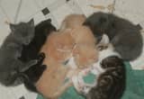 5 Free Kittens