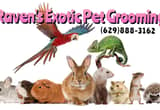 Exotic Pet Grooming