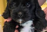 Cavapoo Puppy Ready for new home