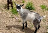 7 Nigerian Dwarf goats *will trade*