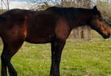 15yo14.1grade Bay Paso Fino gaited horse