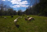 katahdin lambs ready to go