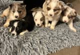 Full Blooded Australian Shepard Puppies
