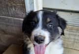 Australian shepherd puppies