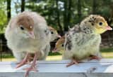 Turkey Poults/ Chicks
🦃🦃🦃🦃🦃🦃🦃