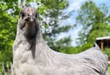 lavender orpington pullets