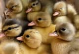 Call Duck Babies Hatching All the Time