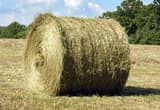 Extra Clean Hay Large Bale