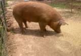 pending pickup Tamworth Boar Hog