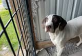 male pointer puppy