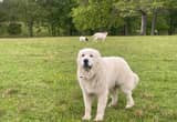 Male Great Pyrenees