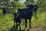 cow calf pair