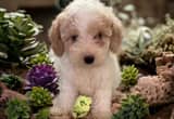 mini 10-20lbs labradoodle