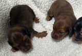 Miniature Dachshund Female puppies