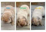 Pedigree Holland lop rabbits