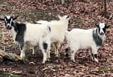 Cute Pygmy Goats