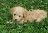 Toy poodle puppies