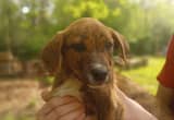 Farm Puppy