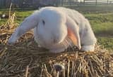 Mini Plush Lop Rabbit - $50