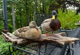 Taxidermy Mallard Ducks
