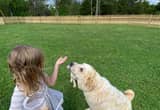 female great pyrenees