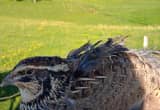 jumbo coturnix quail