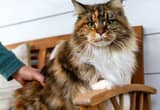 Maine Coon Females