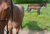 14 yr old red roan mare qauter horse