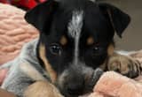 Blue Heeler Puppy (9-weeks)