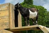Pygmy billy goat